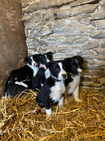 Beautiful Pedigree Border Collie Puppies