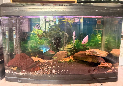 Aquastyle 850 curved aquarium with fish