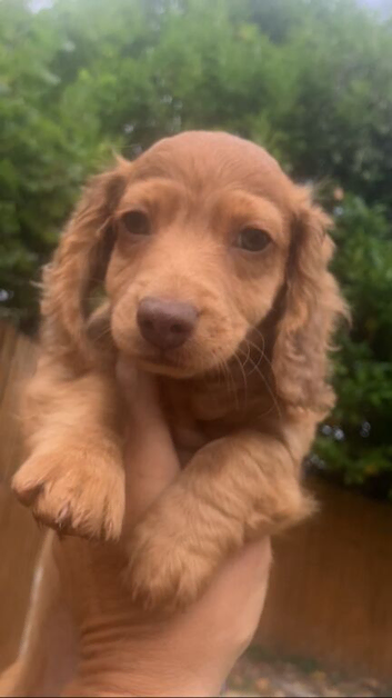 We have 2 stunning long hair pups