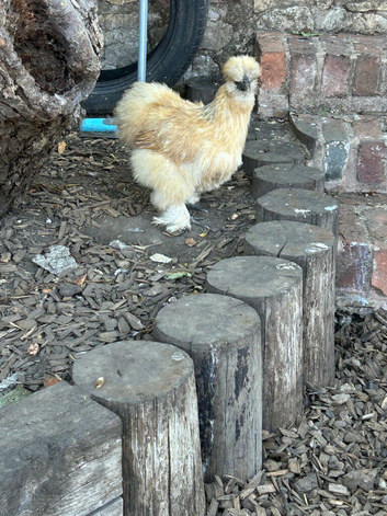 Silkies