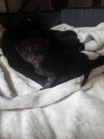 4 black kittens ready 21st august