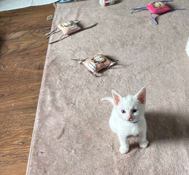 3 Male kittens for sale