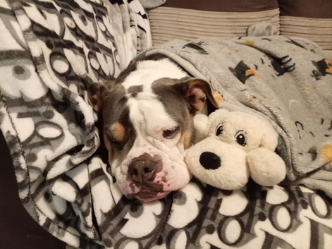 Female English bulldog