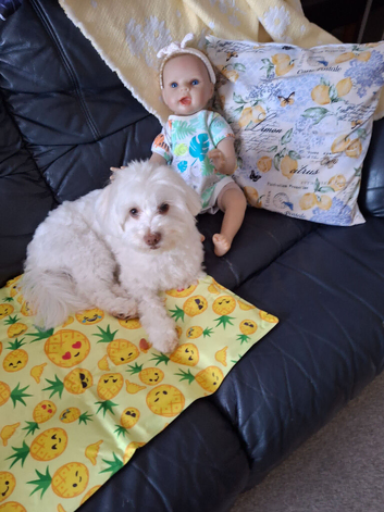 Beautiful girl 24 months. Maltese