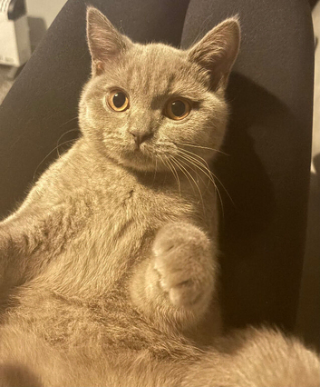 British shorthair lilac girl