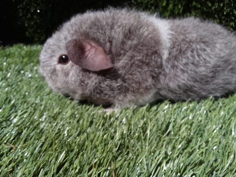 Boar guinea pigs