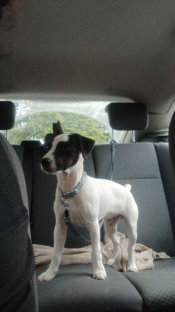 Jack russle