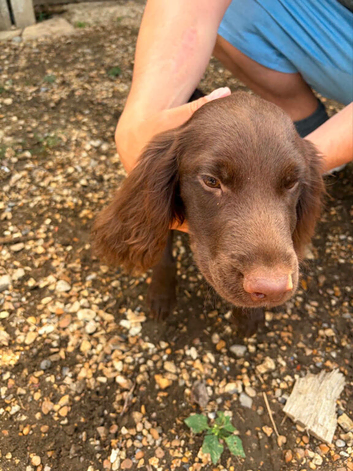 Beautiful cocker spaniel boys  3 mouths old