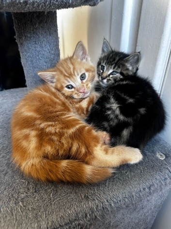 4 mixed breed little kittens