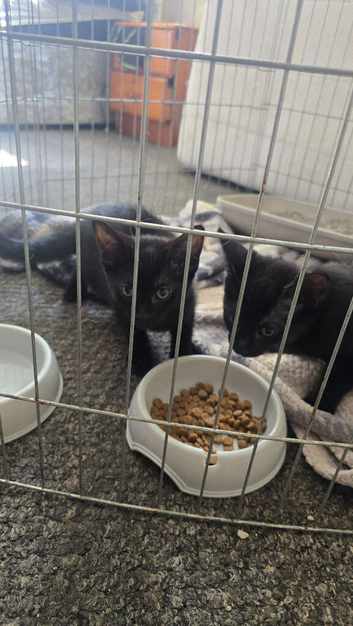 2 kittens available