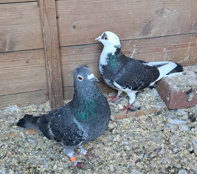 Pigeons