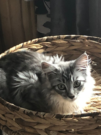 Maine coon kitten