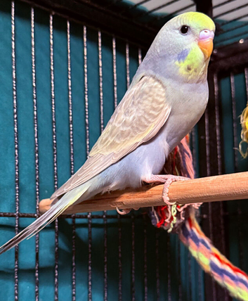 Young Budgies 10/12 Weeks PLEASE READ AD