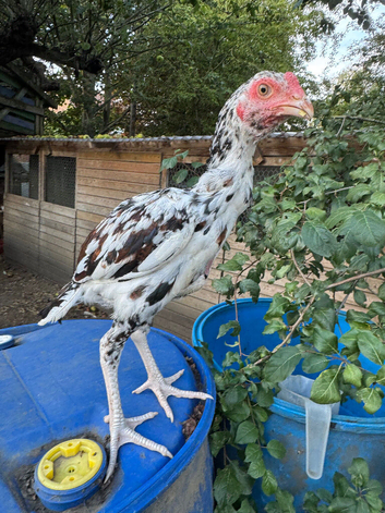 Aseel Asil stag for sale