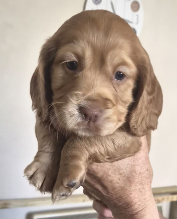 Cocker Spaniel puppies for sale