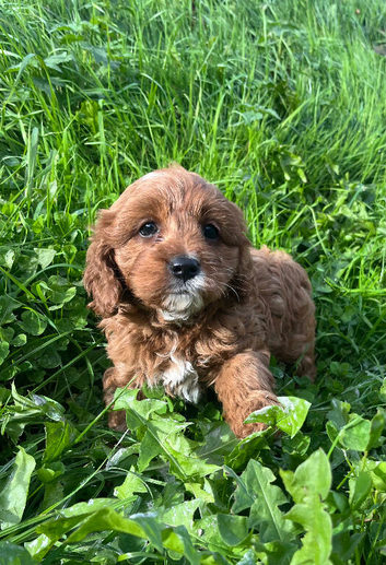 Cavapoo girl puppy