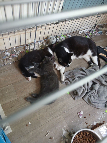 2 little kittens