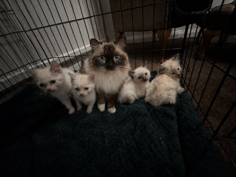 Ragdolls kittens