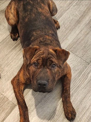 Shar pei x Cane corso