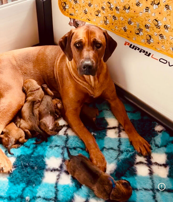 5 Star Licensed Breeder Rhodesian Ridgebacks