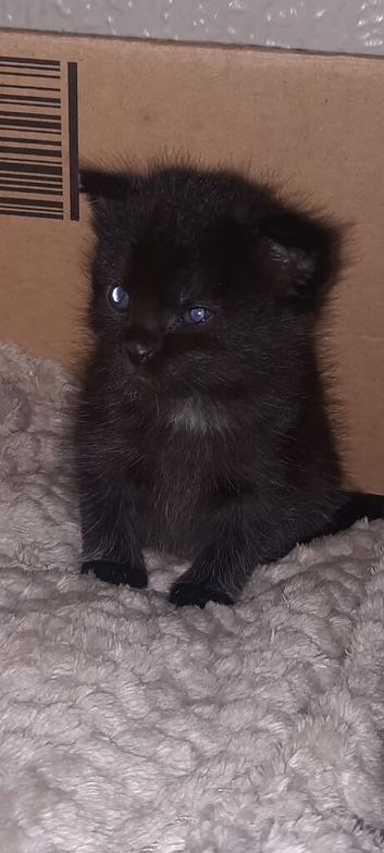 Kittens for sale