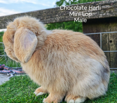 Various Adult Mini Lop