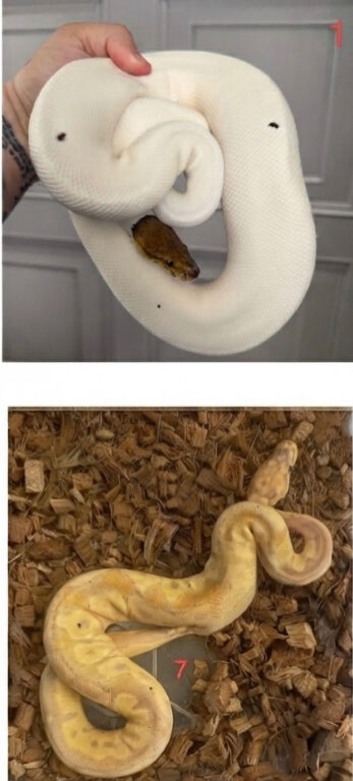 Urgent Last 2 royal python snakes