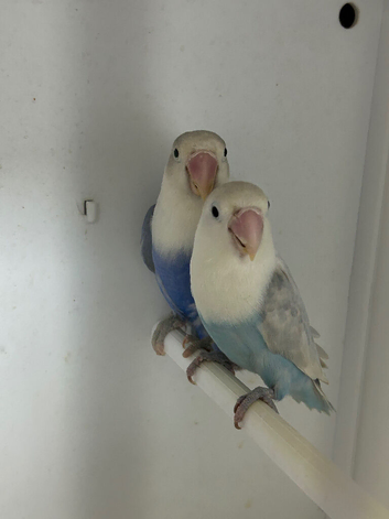 Love birds