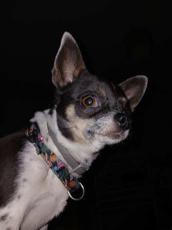 Chihuahua bitch - Looking for stud