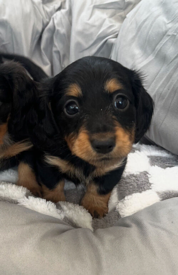 Long Hair Mini Dachshunds