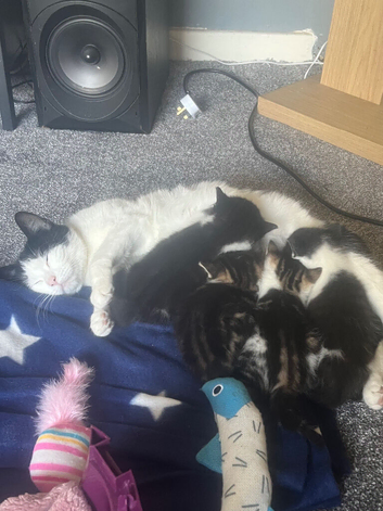 4 cute fluffy shorthair kittens available