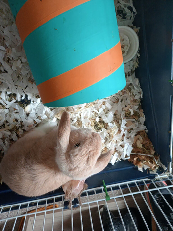 2 lovely male rabbits
