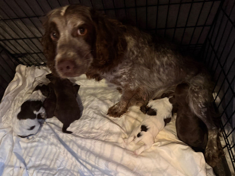 6 cocker spaniel pups for sale