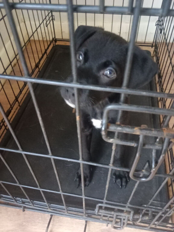 Beautiful 8 week old male Frenchie cross spaniel cross