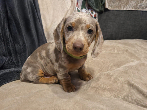 Stunning Litter of Miniature Dachshund Puppies