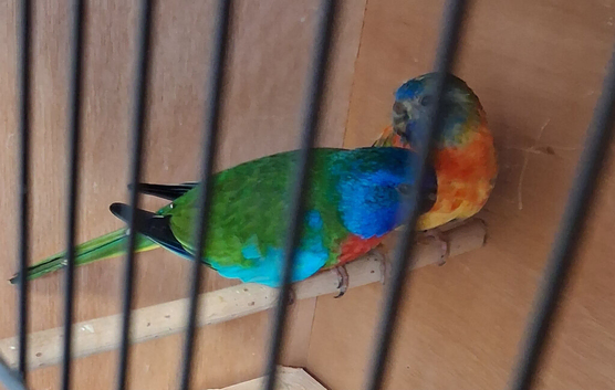 Splendid Parakeets