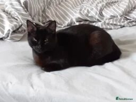 Black female cat needs rehoming