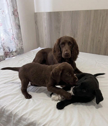 Beautiful cocker spaniels