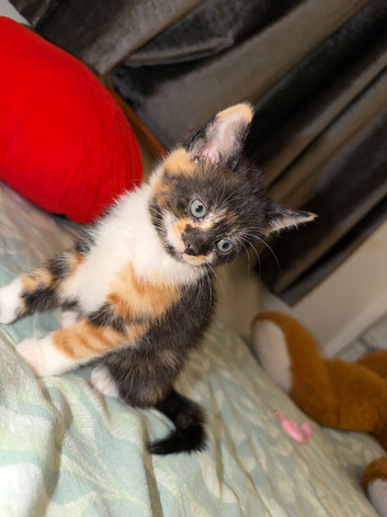 Adorable cute cat