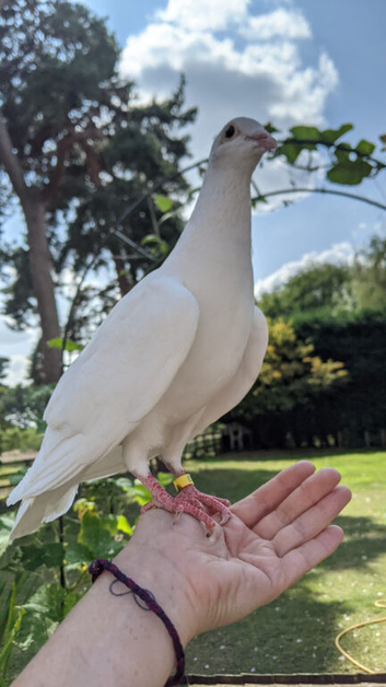 White doves (some breeding pairs available)