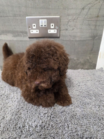 Poodle puppies