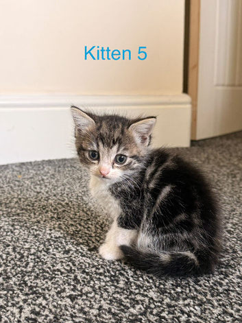 4 Adorable Kittens Looking for Their Forever Homes in Manchester