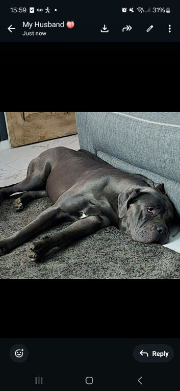 2 year old cane corso