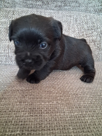Patterdale cross border terrier