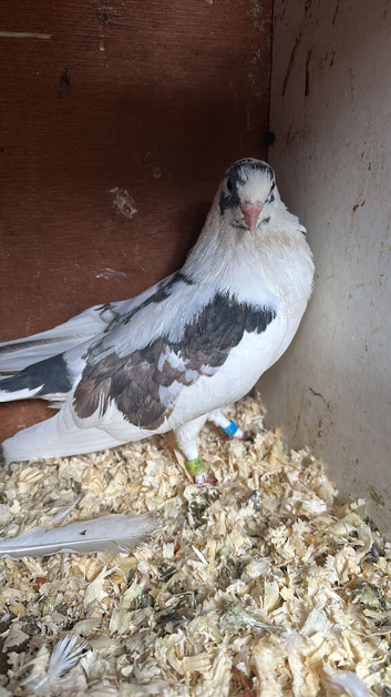 Mixed pigeon for sell