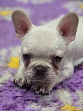 French bulldog