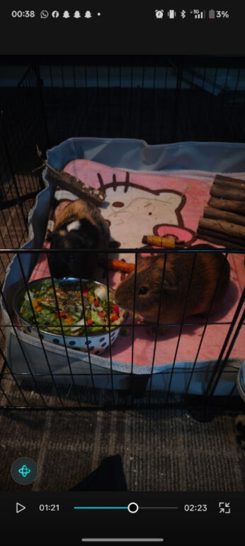 2 male guinea pigs