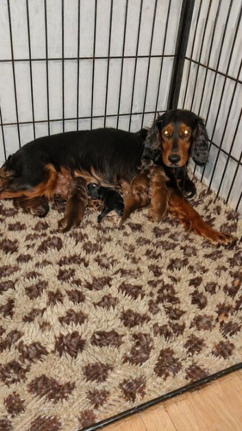 Puppys for sale