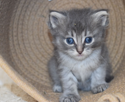 Ragdoll x domestic kittens
