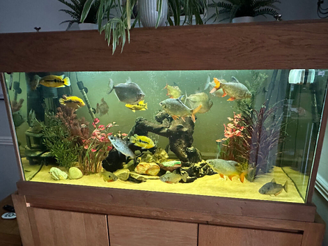 Large oak framed aquarium with oak cabinet base